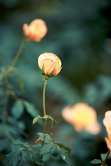 Wall Mural - Rose flower in garden