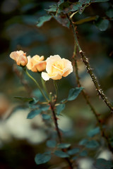 Canvas Print - Rose flower in garden