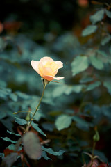 Poster - Rose flower in garden