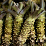 Fototapeta  - Fresh wasabi roots