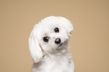 Cute White Puppy Posing In Studio - Maltese Dog