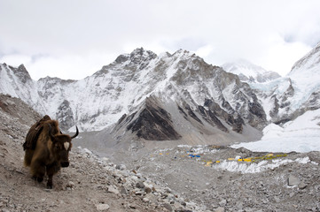 Wall Mural - Yak in Everest Base Camp - Nepal