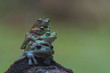 macro closeup of four green forest tree frog lay piled up while sitting on a wood