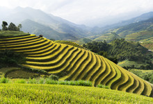 Asia Rice Field By Harvesting Season In Mu Cang Chai District, Yen Bai, Vietnam. Terraced Paddy Fields Are Used Widely In Rice, Wheat And Barley Farming In East, South, And Southeast Asia