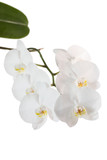 Fototapeta Storczyk - White orchid isolated with clipping path on white background