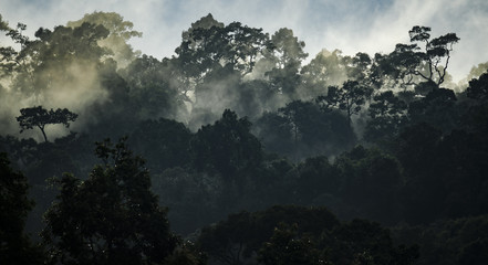 Wall Mural - landscape of tropical rain forest, asia