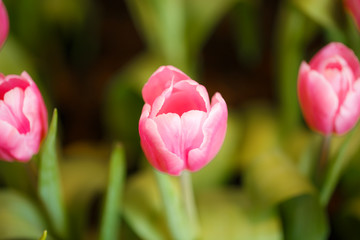 Wall Mural - Pink tulips in garden