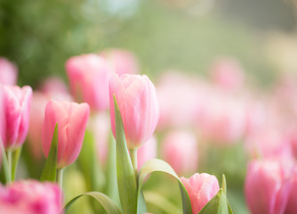 Wall Mural - Pink tulips in garden