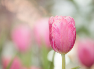 Wall Mural - Pink tulips in garden