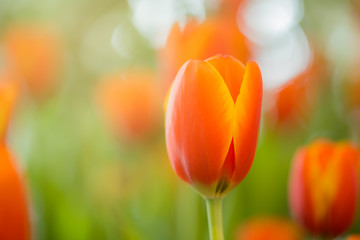Wall Mural - Orange tulips in the garden.