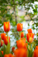 Wall Mural - Orange tulips in the garden.