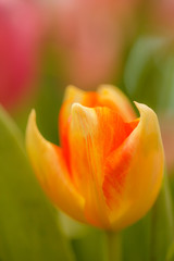 Wall Mural - Orange tulips in the garden.