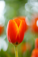 Wall Mural - Orange tulips in the garden.