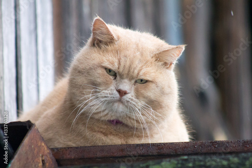 Fotografie, Obraz a big fat ginger cat sitting on the street in winter
