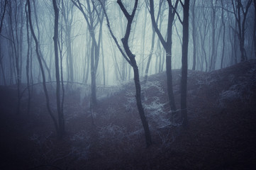 Spooky dark forest at night. Mysterious gloomy forest with trees in dense fog, fantasy landscape background