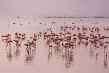 flamingos in nakuru national park