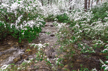 Snow on green leaves