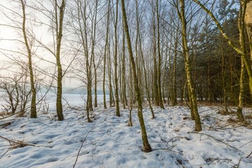 Wall Mural - Winter landscape with birch forest