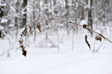 Branches with yellow leaves under snow winter.