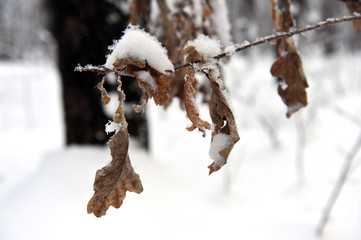 Wall Mural - Branches with yellow leaves under snow winter.