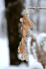 Wall Mural - Branches with yellow leaves under snow winter.