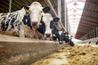© Syda Productions - herd of cows eating hay in cowshed on dairy farm