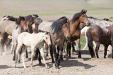 Fototapeta  - Wild Mustangs in the Great Basin Desert of Utah