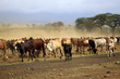 A large herd of cows in Kenya