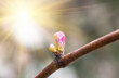 vine and grape buds, closeup , spring background