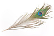 Peacock feather isolated on white