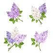 Vector set of branches of purple and white lilac flowers isolated on a white background.