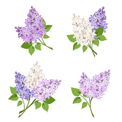vector set of branches of purple and white lilac flowers isolated on a white background.