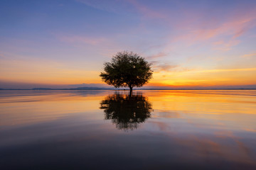 water and tree sunset in sea