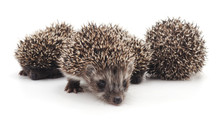 Four Little Hedgehogs.