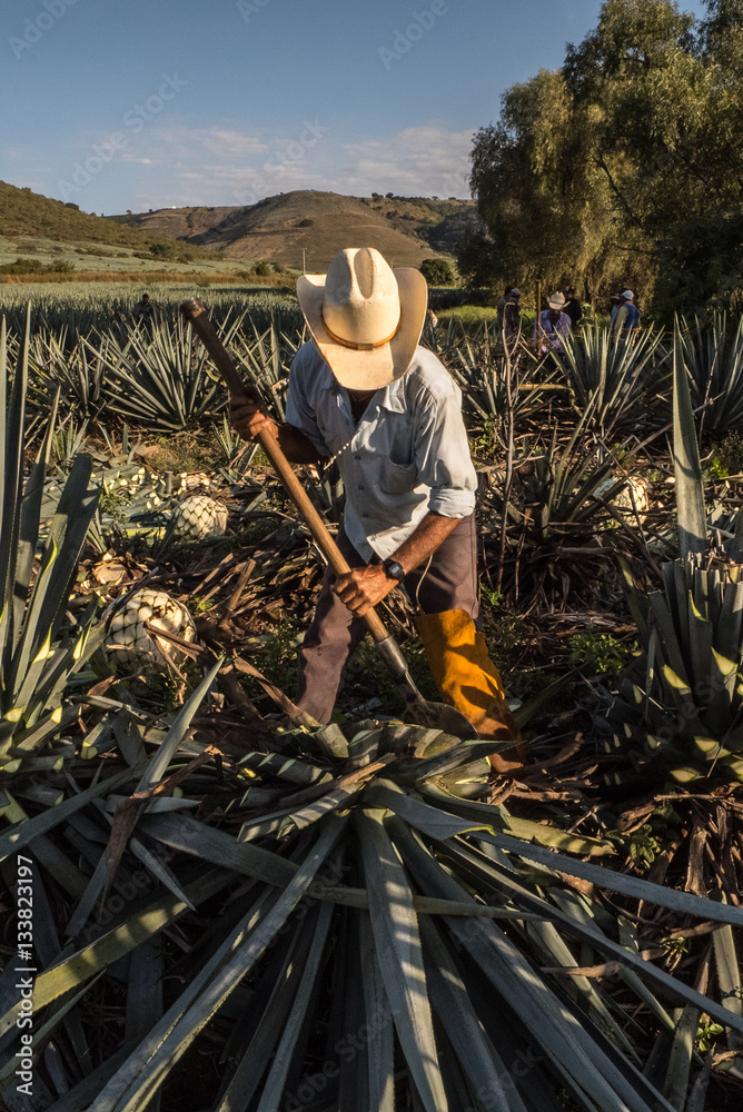 Campesino cortando agave con un hacha/ Peasant cutting agave with an ax