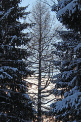 tree between two pines