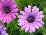 Osteospermum - stokrotka afrykańska
