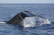 Buckelwal, Megaptera novaeangliae, humpback whale, Schwanzflosse, Springender Buckelwal, Hawaii, Maui, USA