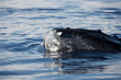 Buckelwal, Megaptera novaeangliae, humpback whale, Schwanzflosse, Springender Buckelwal, Hawaii, Maui, USA