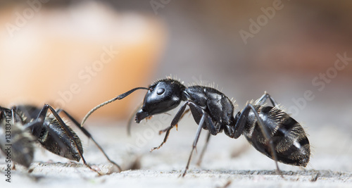 Plakat duże mrówki leśne na starym drewnie