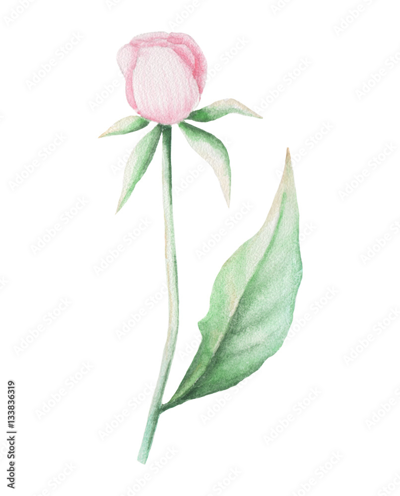 Hand painted watercolor pink flower, isolated on white background Stock ...