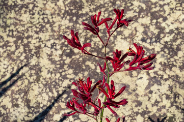 Sticker - Blooming Kangaroo paw flowers