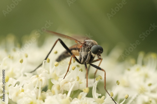 Fotografía foto macro de un insecto posado sobre una flor o planta en el pirineo aragonés e