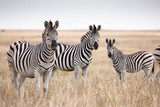 Fototapeta Zebra - Zebras migration in Makgadikgadi Pans National Park - Botswana