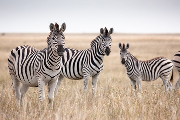 zebras migration in makgadikgadi pans national park - botswana