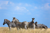 Fototapeta Konie - Zebras migration in Makgadikgadi Pans National Park - Botswana