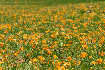 Poster - Green grass covered with bright yellow acacia flowers