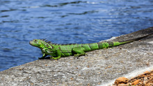 Green Iguana On Top Of A Wall, Water In The Background, Florida, USA
