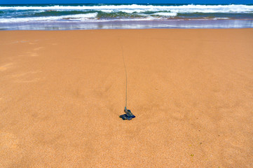 Blue bottle jellyfish with long tentacle on a sandy shore