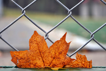Dry Red Maple Leaf On A Lattice Fence Close Up On Blurred Background.